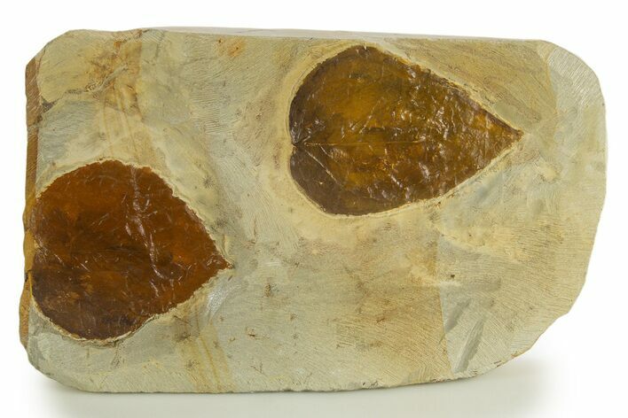 Wide Plate with Two Fossil Leaves (Two Species) - Montana #331821
